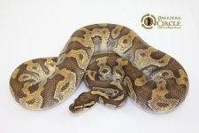 14MochiM1-990g.jpg