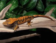 crested-gecko-Ap4b.jpg