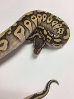 PASTAVE MALE 2.jpg