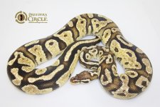 14FireflyF1-1342g.jpg