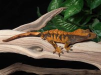 crested-gecko-Ap4c.jpg