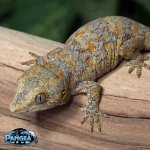 gargoyle-gecko-Ap23T.jpg
