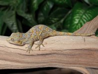 gargoyle-gecko-Ap23b.jpg