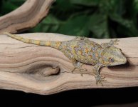 gargoyle-gecko-Ap23c.jpg