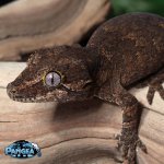 gargoyle-gecko-Ap21t.jpg