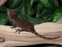 gargoyle-gecko-Ap21b.jpg