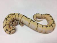 MOJAVE BUMBLEBEE OD YELL MALE.jpg