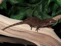 gargoyle-gecko-Ap21c.jpg