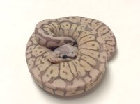 SILVER STREAK WOMA LESSER.jpg