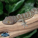 tokay-gecko-for-sale-CBT10t.jpg