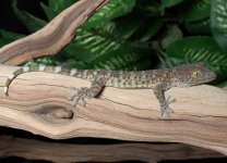 tokay-gecko-for-sale-CBT10b.jpg