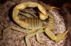 Hadrurus pallidus - 11.jpg