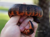 Red Aspera.jpg