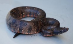 Red female aspera.jpg