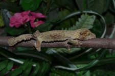 DSC_0078.jpg