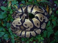 104-Proven breeder Pastel female #154 1500 gm $205.00.jpg