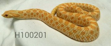 H100201.jpg