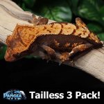 3pack9T.jpg