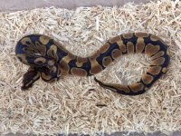 ball python normal10-12-16.jpg
