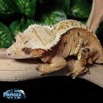 Xi23T.jpg