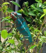IMG_1293.jpg