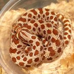 Red het axanthic 1.jpg