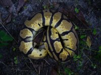 105-2014 Pastel het Pied female #1 600 gm $350.00.jpg
