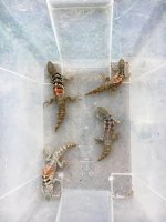 IMG_8535.jpg