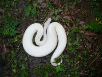 64-2014 Ivory male #1 from unnamed dark dominant bloodline 400 gm $310.00.jpg
