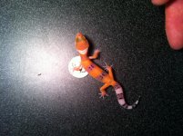 IMG_1229.jpg