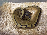 ballpythonspider9-5-16.jpg