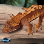 crested-gecko-Ap80T.jpg