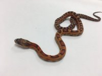 MALE M02.jpg