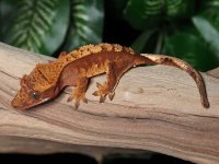 crested-gecko-Ap80b.jpg