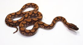 PTxP 16-83 M $220.jpg