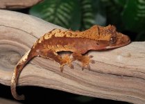 crested-gecko-Ap80c.jpg