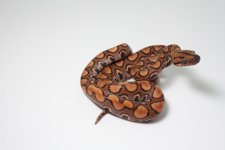 CEDxB 16-19 M.jpg