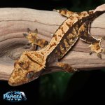 crested-gecko-Ap79T.jpg