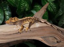 crested-gecko-Ap79b.jpg