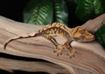 crested-gecko-Ap79c.jpg