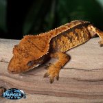 crested-gecko-Ap78T.jpg
