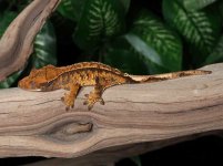 crested-gecko-Ap78b.jpg