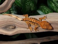 crested-gecko-Ap78c.jpg