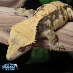 crested-gecko-Ap74T.jpg