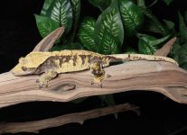 crested-gecko-Ap74b.jpg