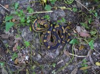 108-2016 double het Albino Pied male #1 70 gm $100.00.jpg