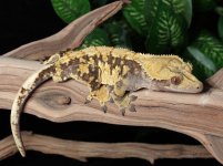 crested-gecko-Ap74c.jpg
