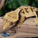 crested-gecko-Ap72t.jpg