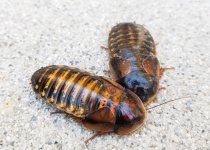 Adult Female Dubia.jpg