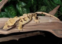 crested-gecko-Ap72b.jpg